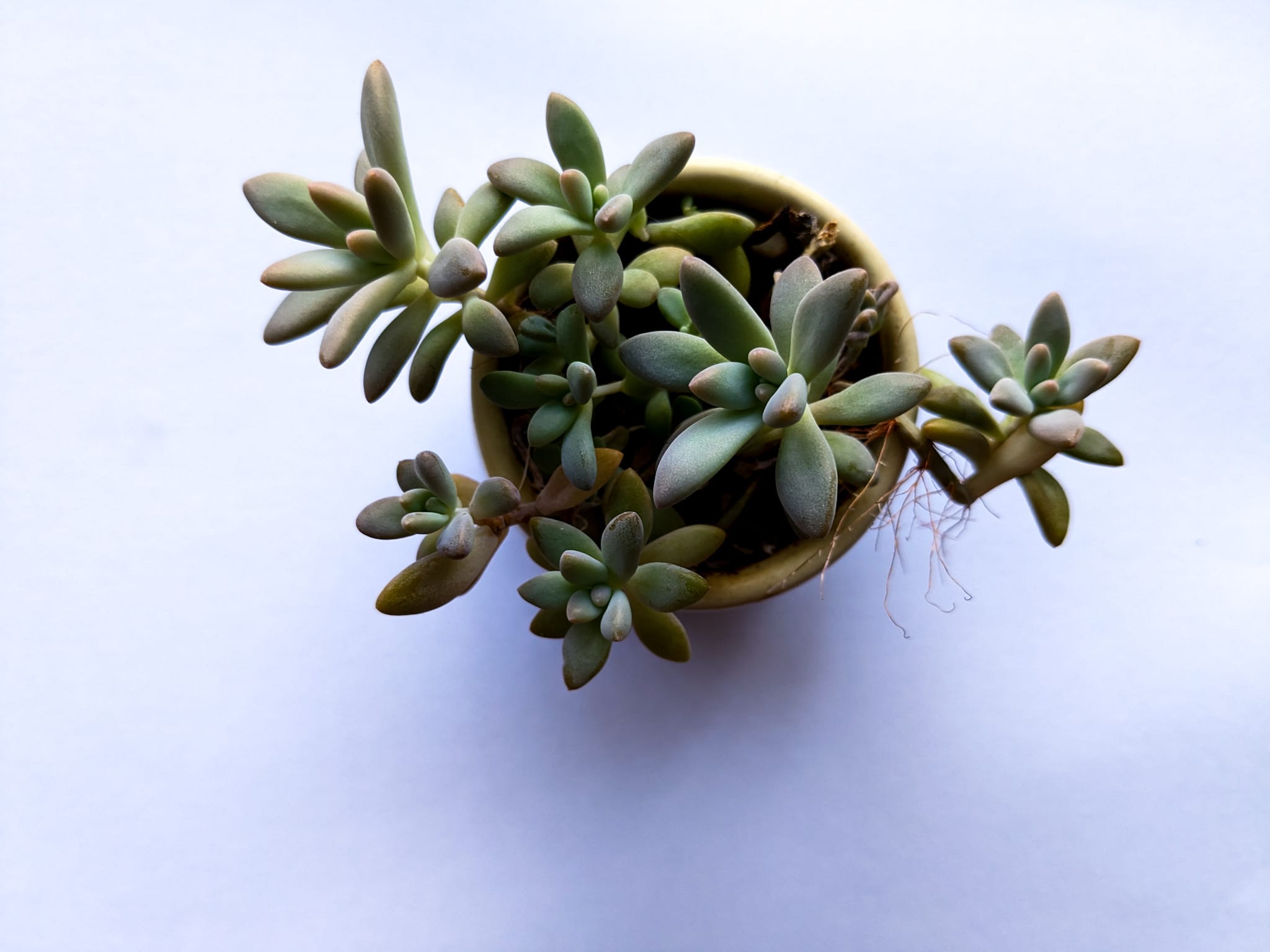 Top view of a succulent plant in a small pot against a white background, with diffuse light cast from the top right corner. 